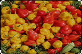 Nsuka Native Hot red pepper